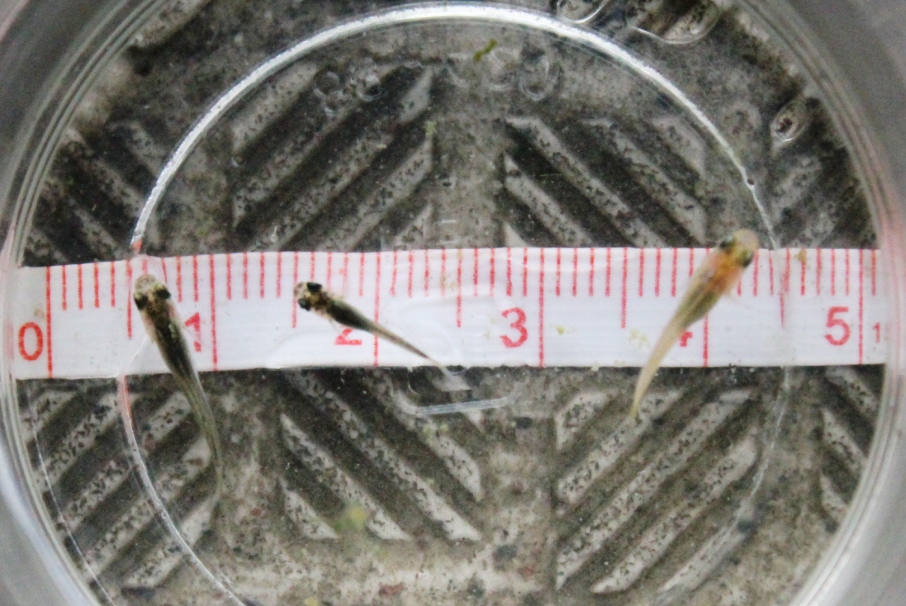 メダカの稚魚のサイズ測定