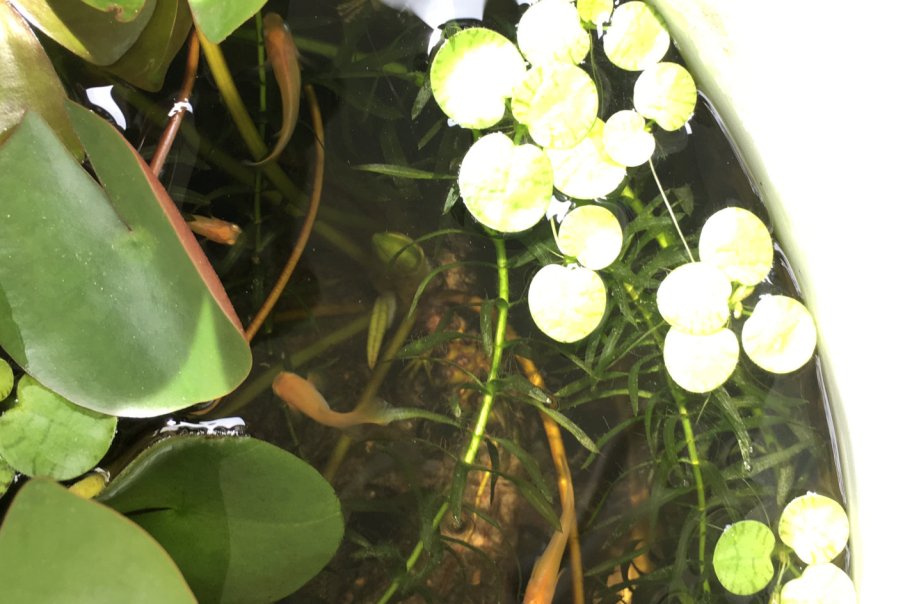 睡蓮の花芽を水中で発見