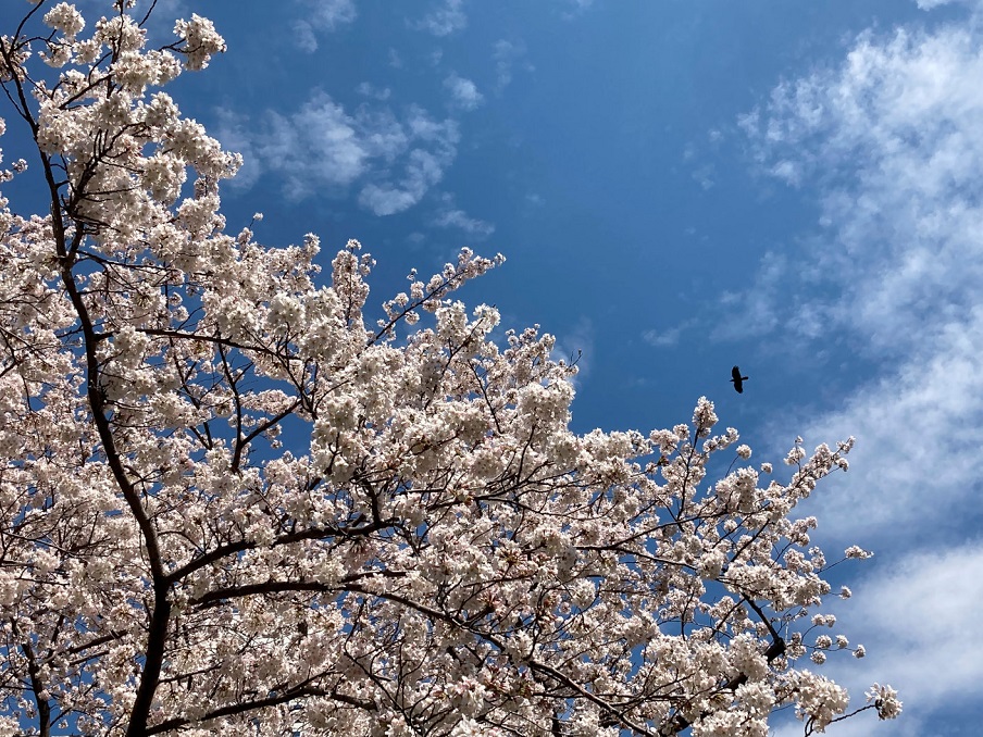 桜の花と青空とトンビ